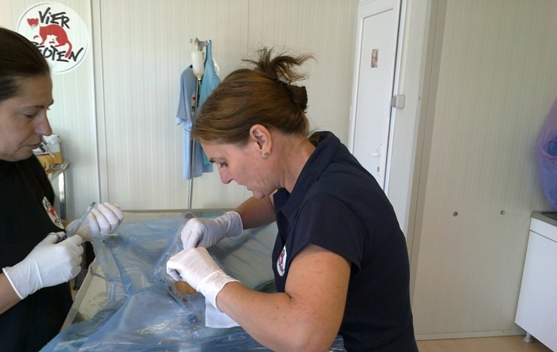 Se poate! Află unde au fost sterilizaţi, în 8 luni, peste 1.800 de maidanezi!