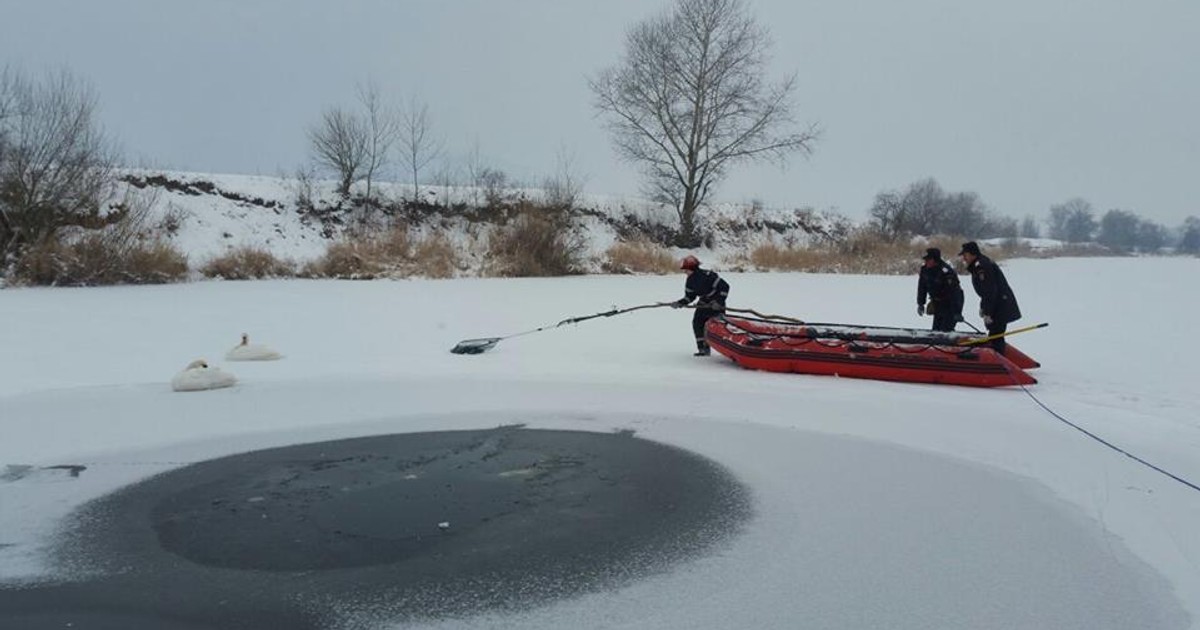 Misiune inedită pentru pompieri: Au salvat două lebede de pe un lac din Deva