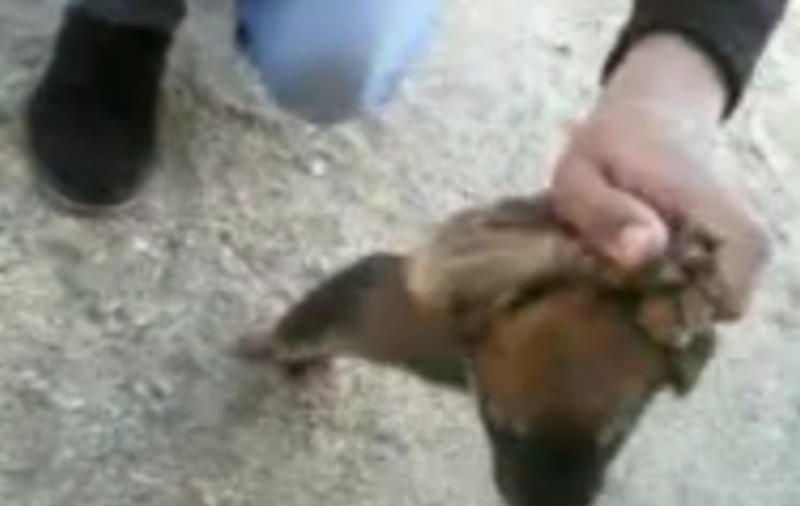 Ce ANIMALE! Uite cum chinuie un biet CĂŢELUŞ fără apărare | VIDEO