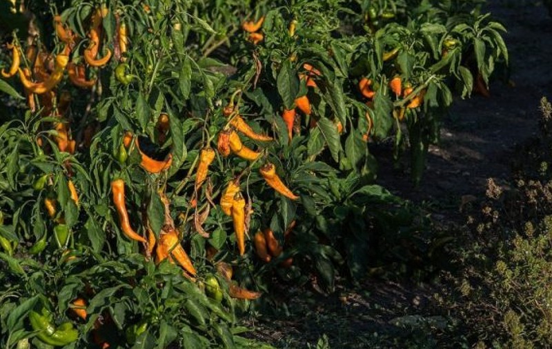 Cel mai iute ardei din lume, creat la Buzău, ajunge la Congresul Mondial de Horticultură din Japonia: „Am sărit calul, avem curaj”