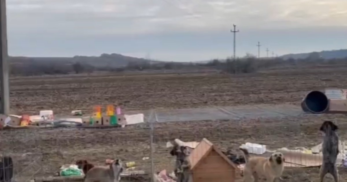 Imagine cu mai mulți câini ținuți într-un adăpost neautorizat de animale din Bulzești, Dolj.