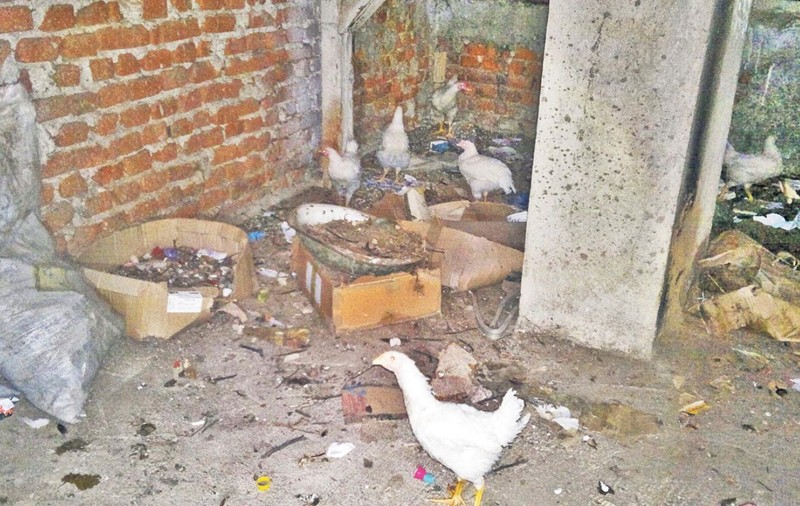 Şi-a făcut poiată în podul blocului