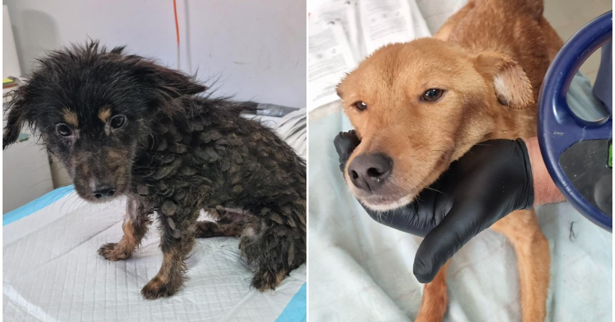 În stânga este un câine negru, iar în partea dreapta un câine maro