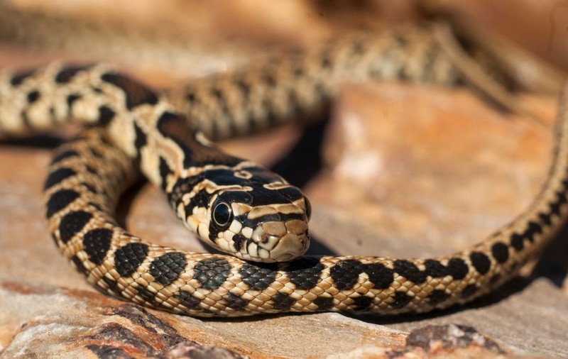 O specie de șarpe invaziv se răspândește galopant în Ibiza și Mallorca. Animalul înoată între insule și ucide specii pe cale de dispariție