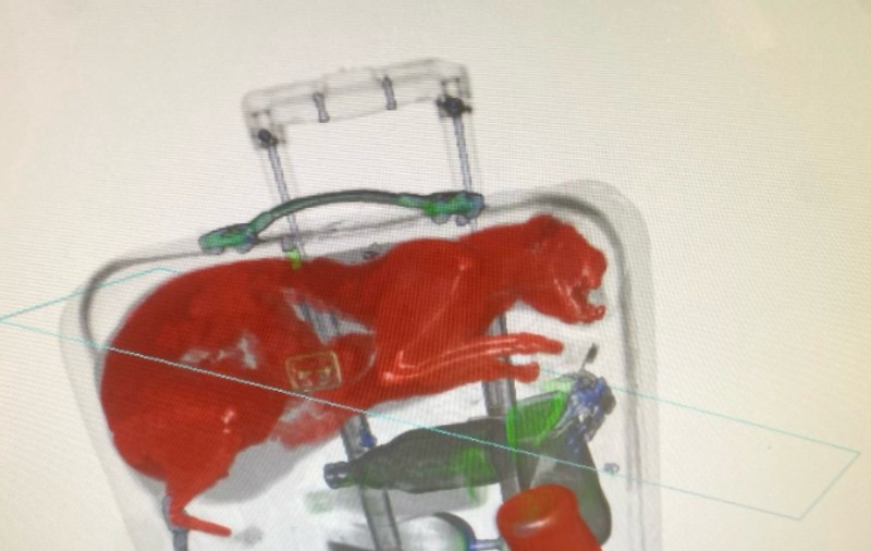 Pisică găsită în valiza unui pasager, în cel mai mare aeroport din New York. Ce explicații a dat proprietarul