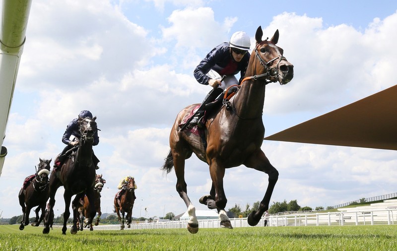Mii de cai de curse din Marea Britanie și Irlanda, uciși cu cruzime la abator, dacă nu mai pot participa la competiţii