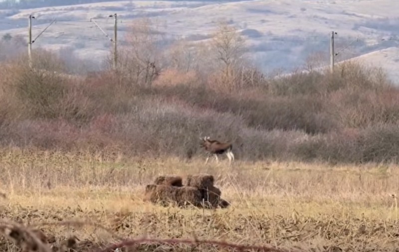 Primul elan confirmat în Hunedoara după decenii de absență: „o descoperire rară pentru fauna țării”