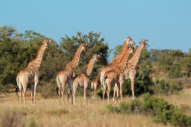 Girafa