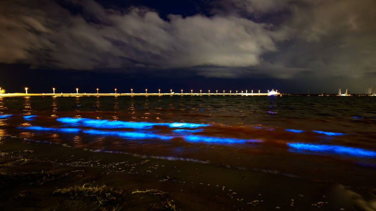 Alge bioluminiscente pe plaja St. Kilda din Melbourne, Australia