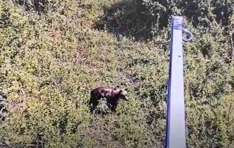 VIDEO | Alertă în Ilfov. Un urs a fost văzut într-o pădure la 30 km de Bucureşti, anunță primarul din Ciolpani