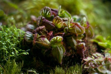 Catopsis - plante carnivore