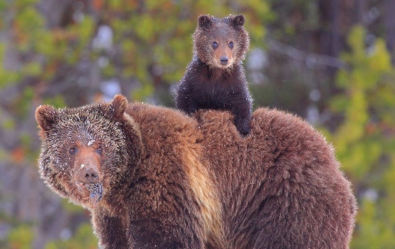 Fabulos! Ce a făcut un turist nemulţumit că nu a văzut niciun urs într-un parc natural