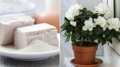 drojdie-ghiveci-flori