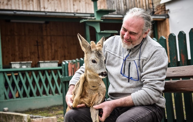 O căprioară crescută în centrul Sibiului în ultimele 10 luni va fi eliberată în natură GALERIE FOTO