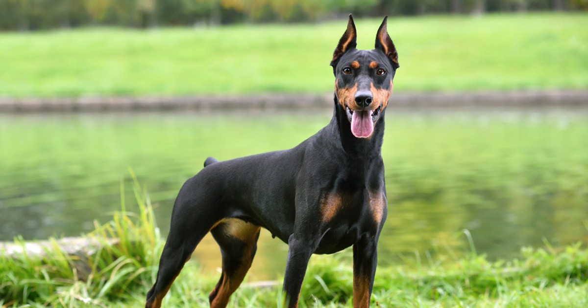 Doberman - caracteristici și temperament. Cum se dresează un animal de companie