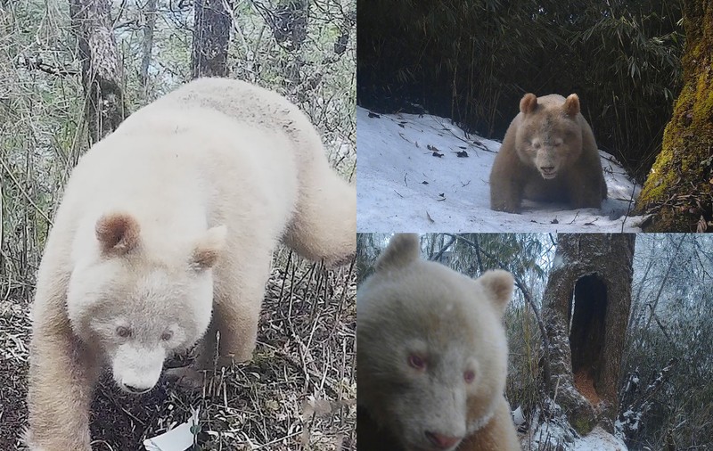 Singurul exemplar cunoscut de panda uriaș albinos, fotografiat în sălbăticie, în China