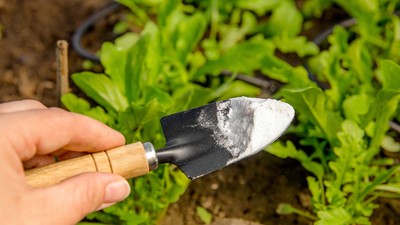 De ce e bine să pui bicarbonat de sodiu în pământul pentru flori