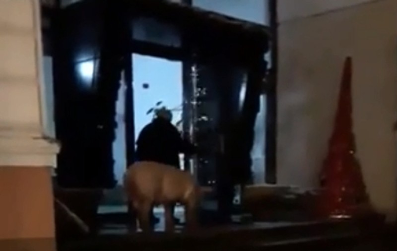 S-a dus la primărie cu un porc viu! Omul a fost internat la psihiatrie