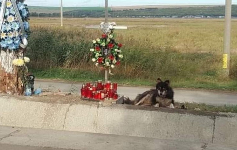 Familia unui tânăr mort într-un accident rutier a adoptat câinile care veghează de două săptămâni crucea din locul în care a pierit fiul lor