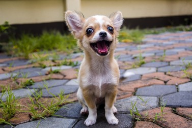 Ce caracteristici are un câine Chihuahua