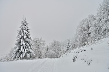 Arhiva foto