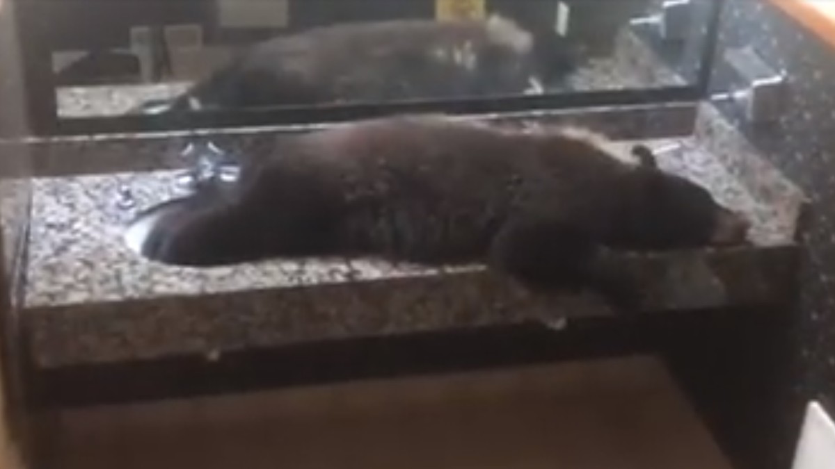Un urs negru a intrat în toaleta femeilor dintr-un hotel din Montana