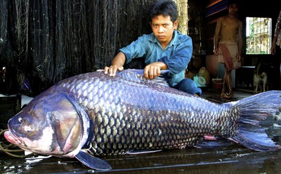 Un crap uriaș pescuit din fluviul Mekong. Peștele este amenințat de pescuitul intensiv și de hidrocentralele de pe fluviu FOTO: EPA