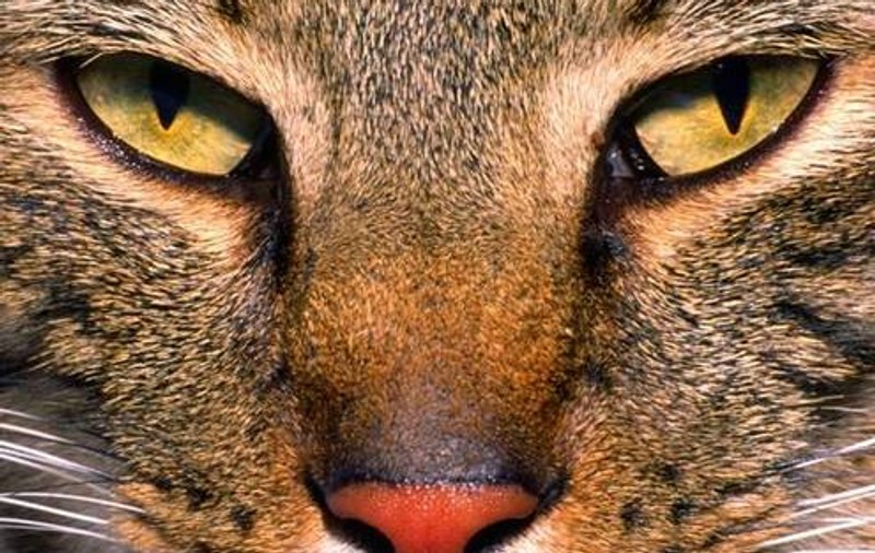 VAMPIRI ENERGETICI | Care sunt trăsăturile unui animal–vampir? 
