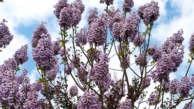 Paulownia-copac-plantare-ingrjire