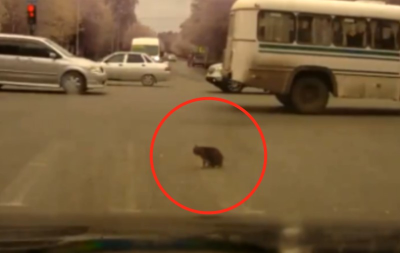 PISICA ASTA UIMEŞTE INERNETUL! A făcut slalom printre maşini şi A SCĂPAT CU VIAŢĂ | VIDEO