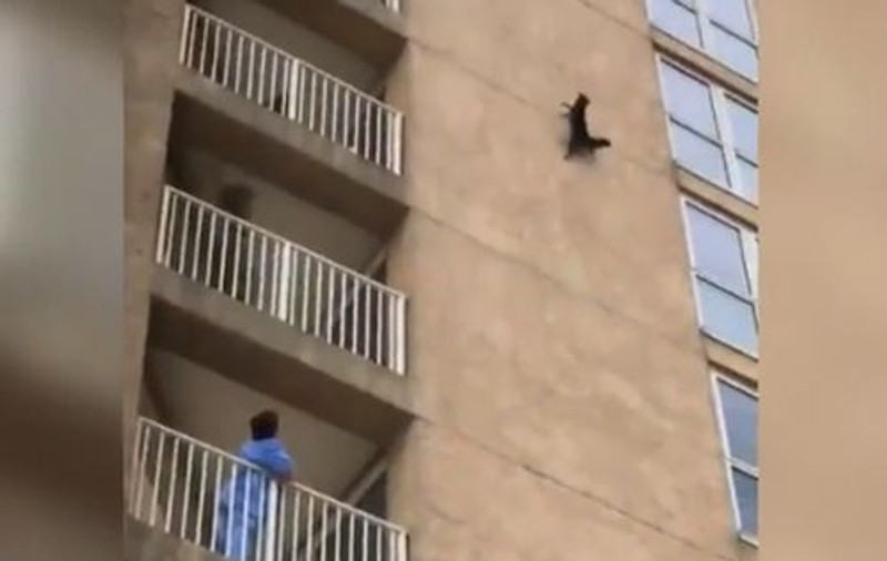 VIDEO | Ce s-a întâmplat cu un raton care s-a cățărat pe o clădire cu nouă etaje. Oamenii au filmat momentul