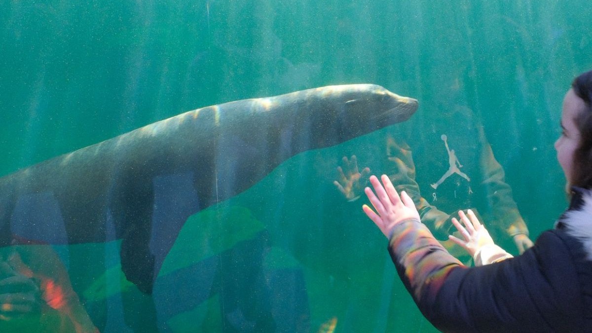 Leu de mare californian la Grădina Zoologică Brașov, 27 ianuarie 2025 Sursă foto: FaceBook Primăria Municipiului Brașov