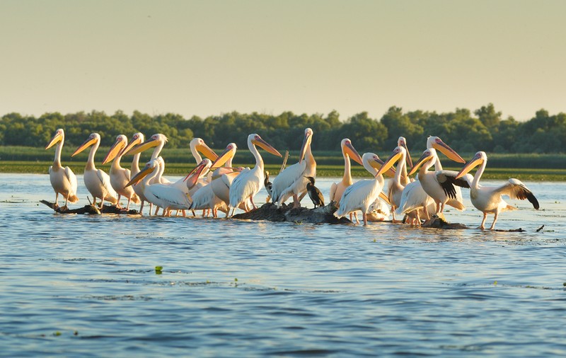 Păsări din Delta Dunării - specii rare de păsări ce pot fi admirate în Delta Dunării