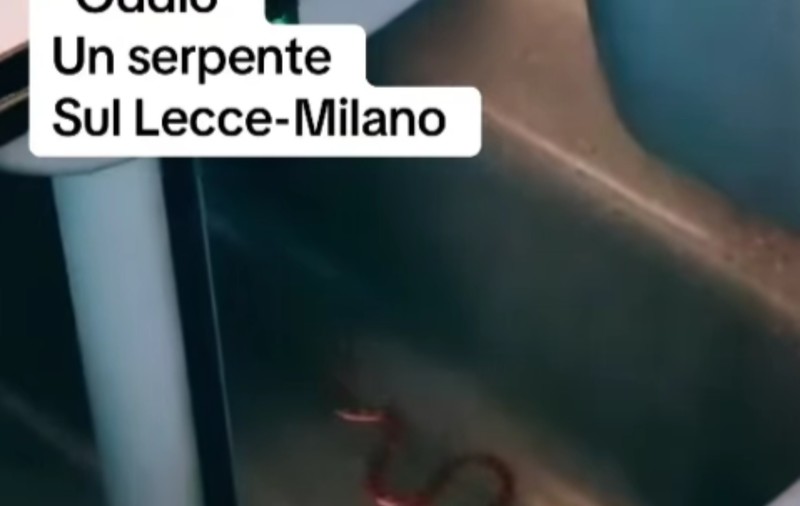 Haos într-un tren în Italia, din cauza unui șarpe. Traficul feroviar a fost blocat câteva ore VIDEO