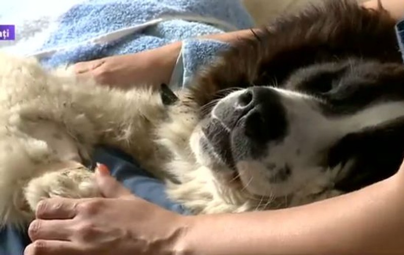 Primul spital din România pentru animale fără stăpân s-a deschis la Galaţi