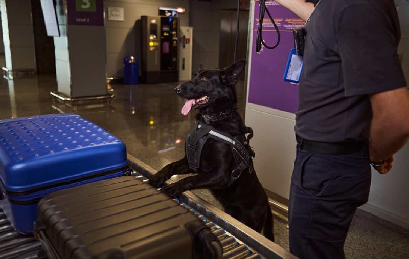 Strategia prin care traficanții au încercat să treacă cu 100 kg de cocaină prin aeroportul din Bruxelles