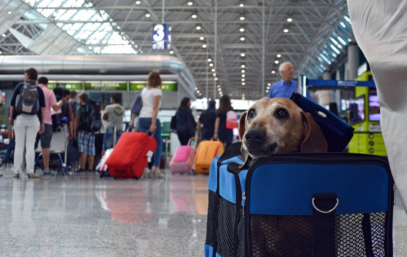 Grevă la Alitalia. 142 de zboruri au fost anulate