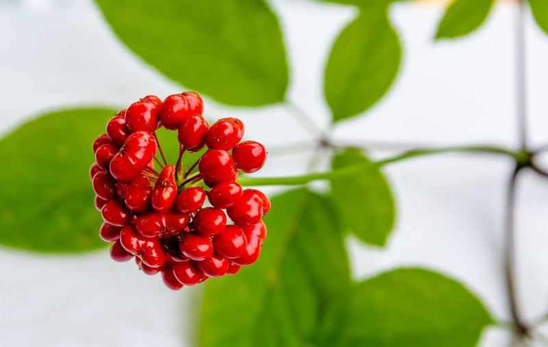 Fructele de ginseng - ce beneficii au și cum se consumă