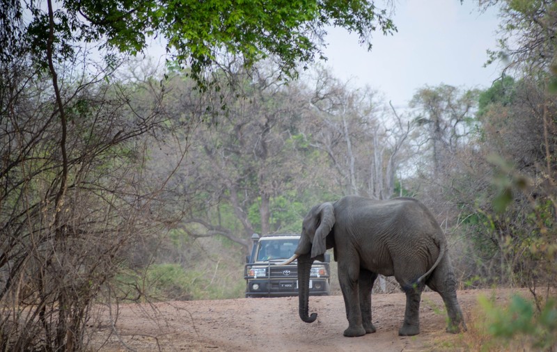 Un elefant numit după Osama bin Laden a omorât cinci oameni în India!