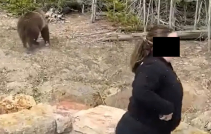 Un turist a fost condamnat la închisoare și amendat, după ce s-a apropiat prea mult de un urs grizzly, într-un parc natural din SUA