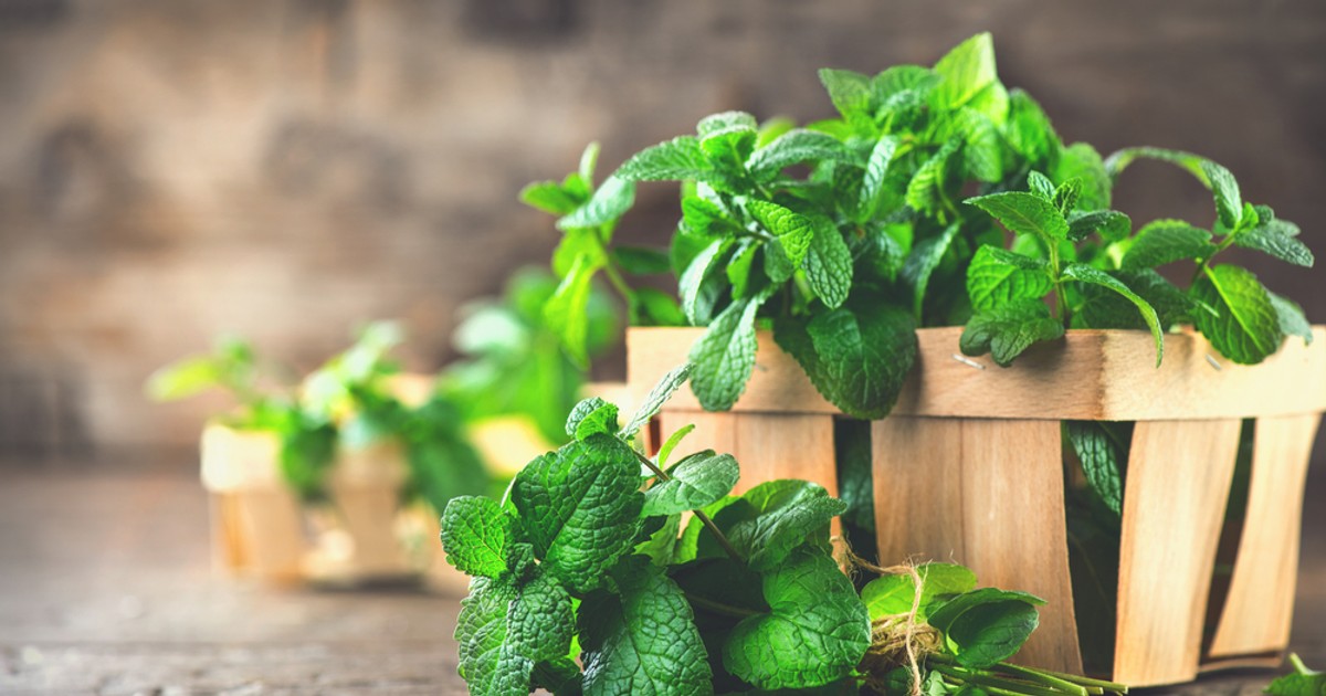 Mentă - beneficii și proprietăți. De ce este recomandat să consumi izmă bună