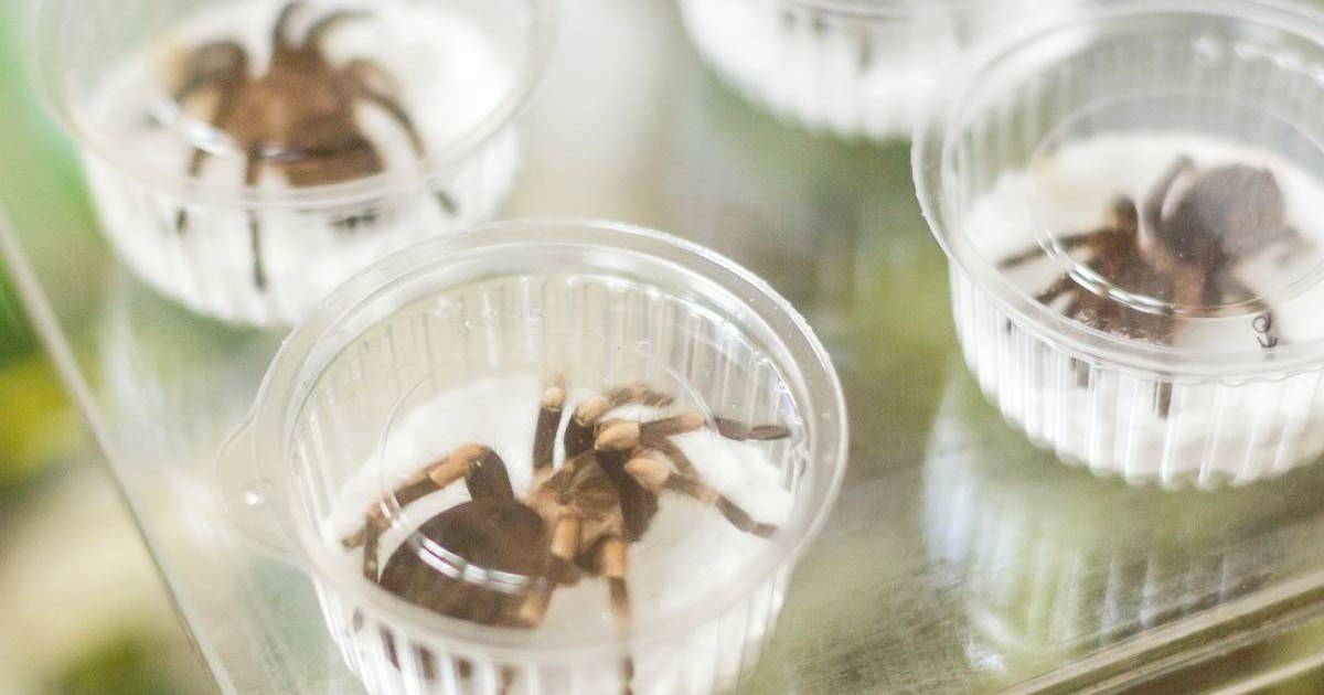 Tarantule mici în cutii rotunde și transparente din plastic.