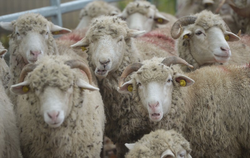 Peste o mie de ferme, afectate în Belgia de boala virală „limba albastră”. Crescătorii de animale se tem de o „catastrofă”