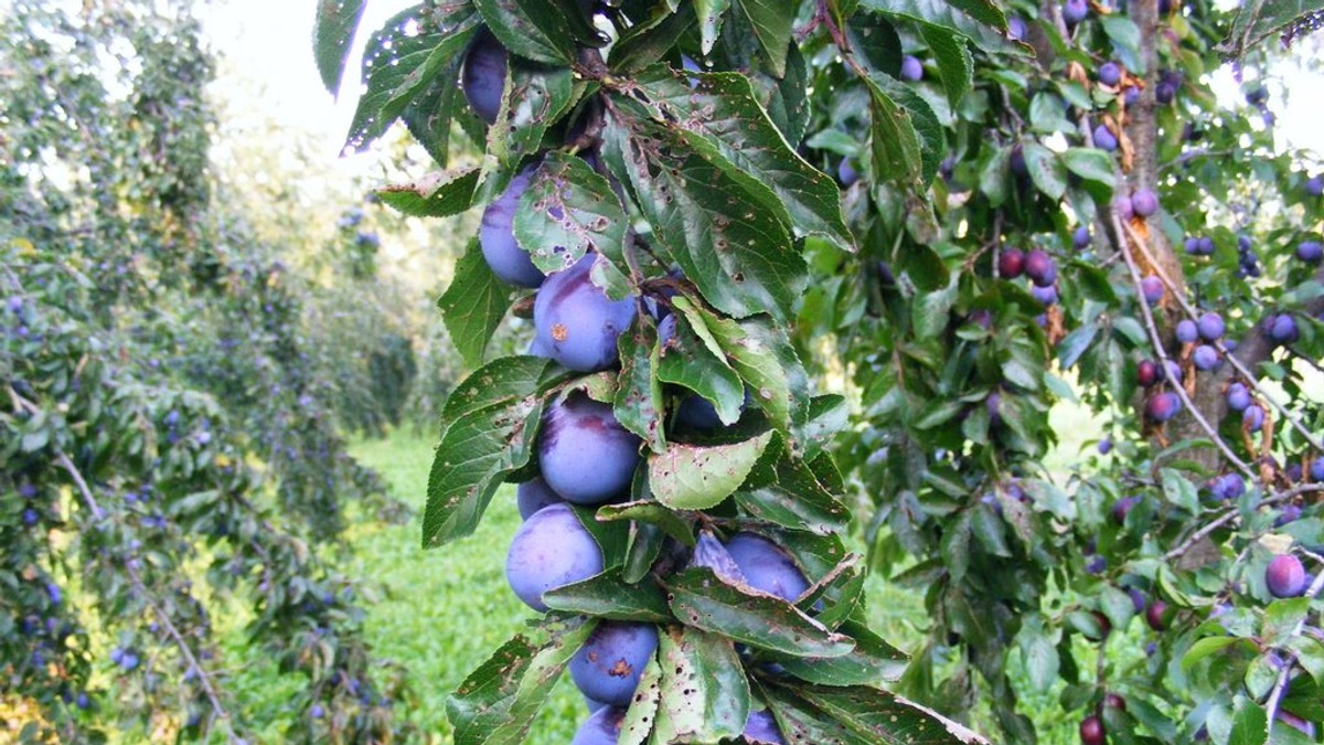Arhiva foto