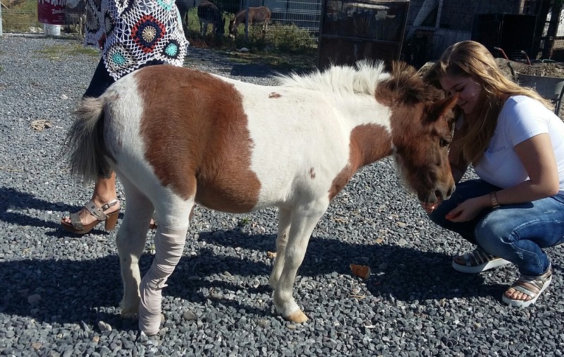 Un ponei a fost salvat de la eutanasiere de o fundație din Galați. După ce a fost operat și i s-a pus orteză, acum zburdă plin de viață/FOTO, VIDEO