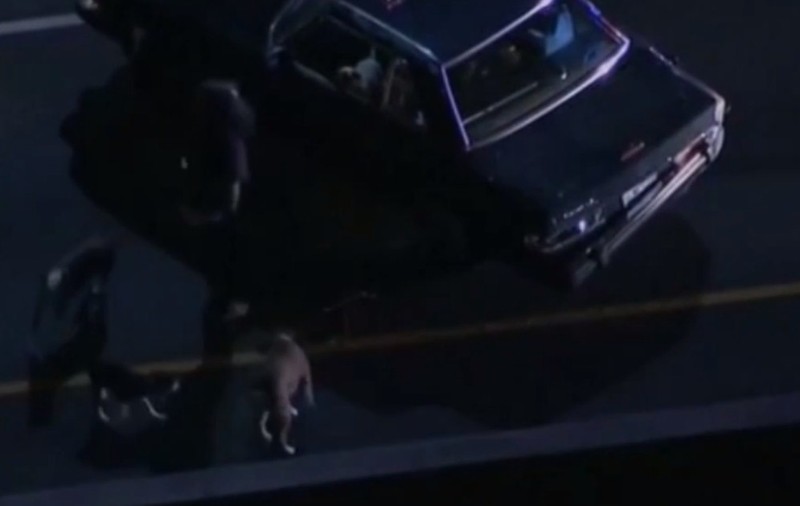 Urmărit cu haita de câini în mașină | VIDEO
