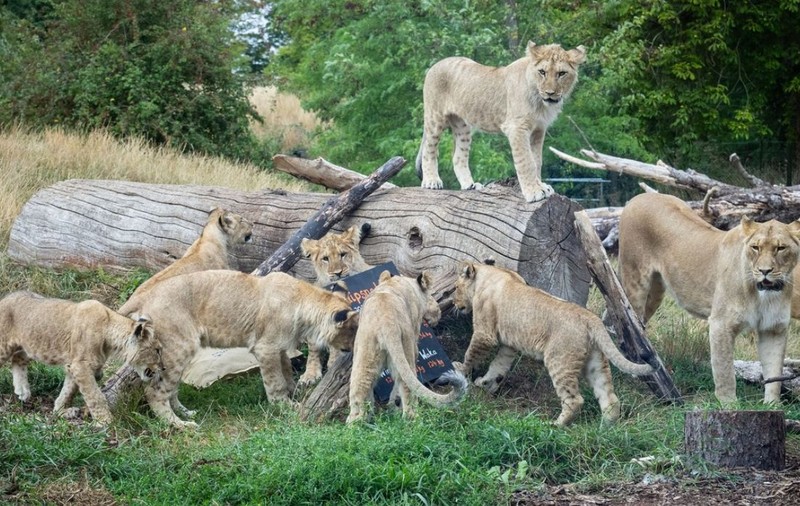 Un îngrijitor dintr-un parc safari a fost atacat și mâncat de lei, în fața turiștilor îngroziți | VIDEO
