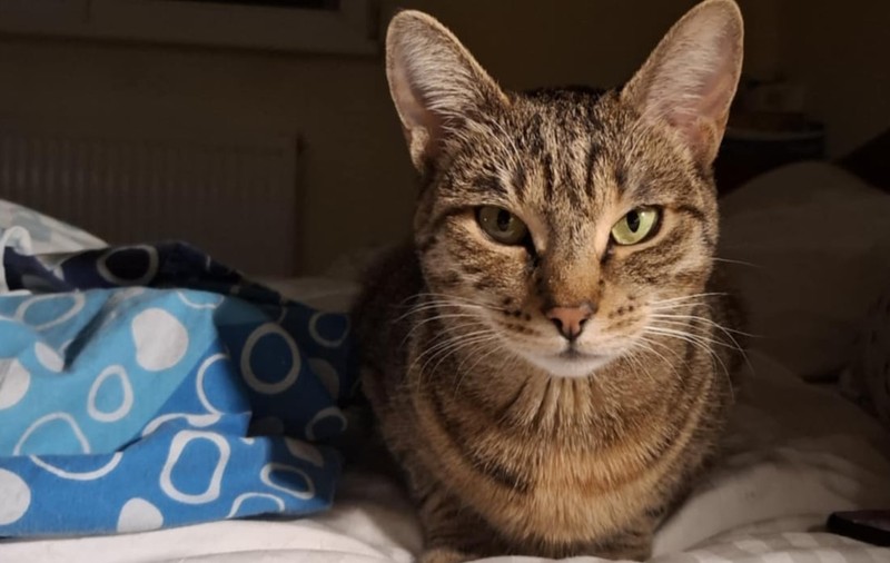 Cum să chemi o pisică fără să spui „miau-miau” sau „pis-pis”: trucul care funcționează imediat