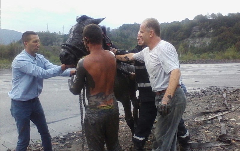 Cai folosiți în terapia copiilor cu sindrom Down, salvați de pompierii din Petroșani GALERIE FOTO