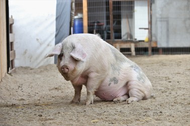"Mascota" sanctuarului este Gianina, o scroafă care grohăie de plăcere când e mângâiată pe burtă
